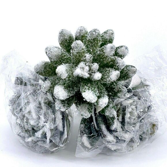 Craft Succulent Winter Frosted Glitter Snow Christmas Craft Plants 3.5″ Lot Of 3 - Picture 2 of 6